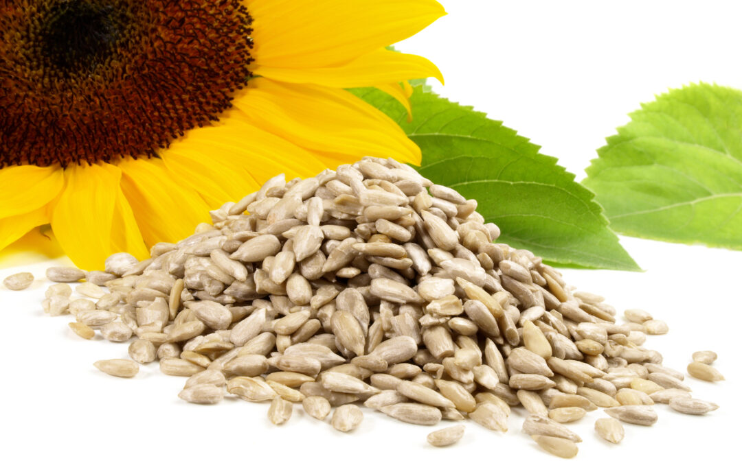 4 Soy Lecithin Alternatives for Manufacturers