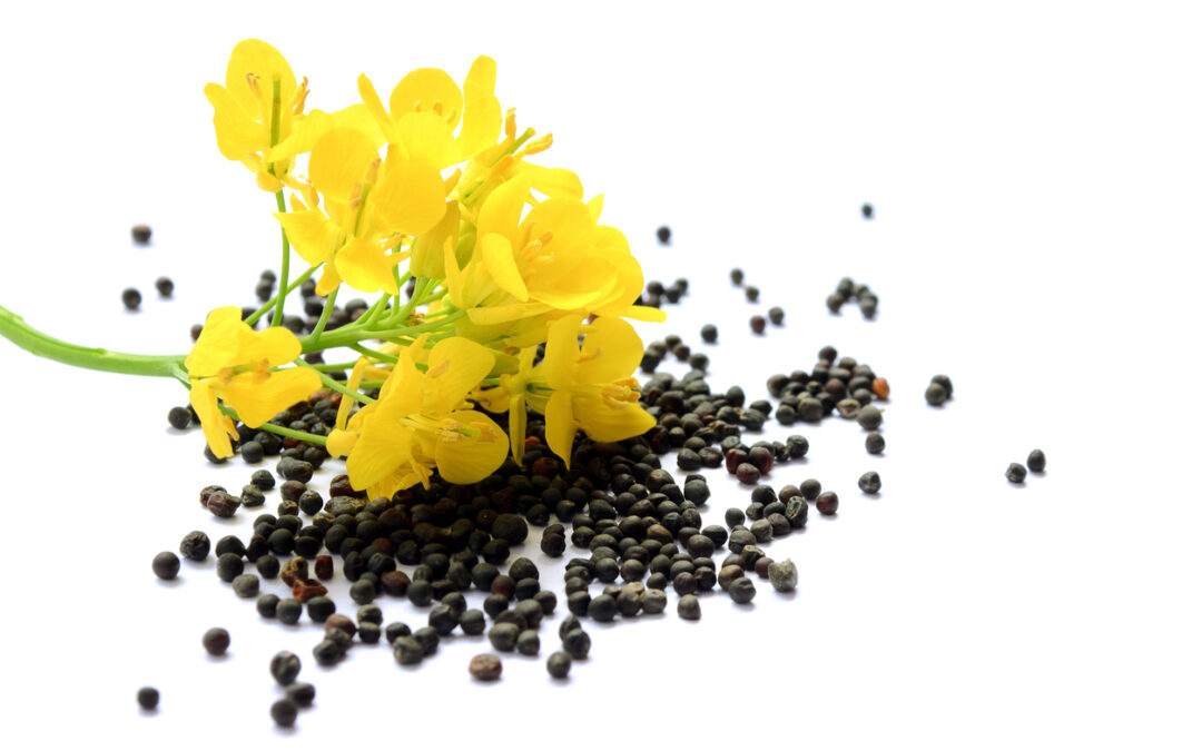 Rapeseed plant with yellow flowers and seeds. Mustard plant yellow blossom. Canola seeds and fresh canola flowers isolated on white background. Canola flower and canola isolated on white.